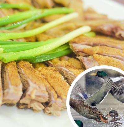 Đặc sản: Vịt trời đủ món